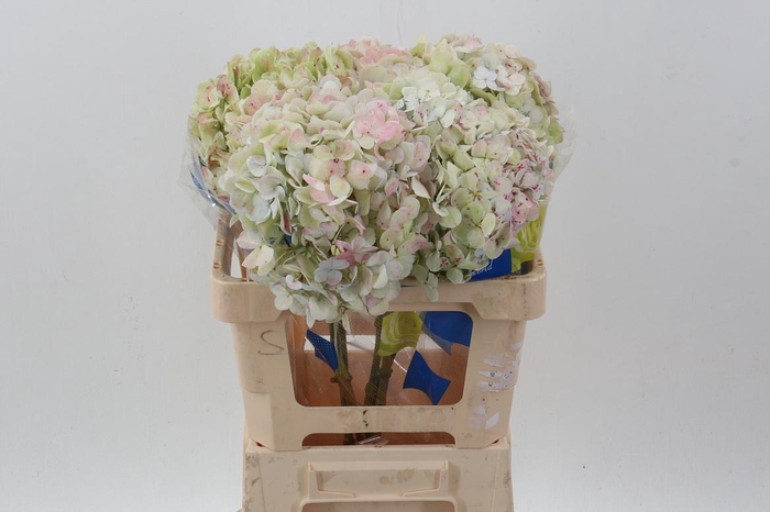 <h4>Hydr Antique Green Select</h4>