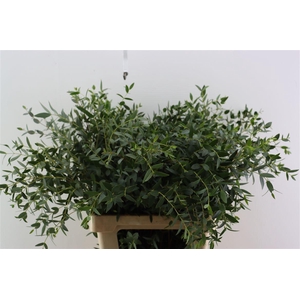 Euca Parvifolia 70/75cm X5 Tak Per Bunch