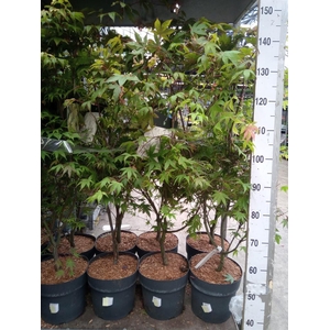 Acer palmatum 'Osakazuki'