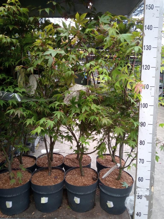 <h4>Acer palmatum 'Osakazuki'</h4>