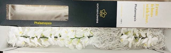 <h4>PHAL KOBE</h4>