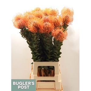 Leuco Ayoba Man Zest