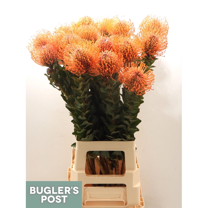 <h4>Leuco Ayoba Man Zest</h4>