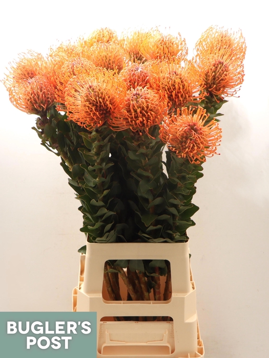 <h4>LEUCO AYOBA MAN ZEST</h4>