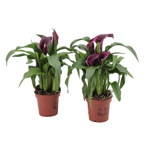 Zantedeschia Paco