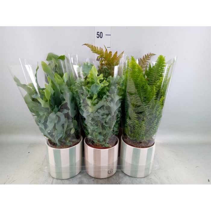 <h4>Ferns ...mix</h4>