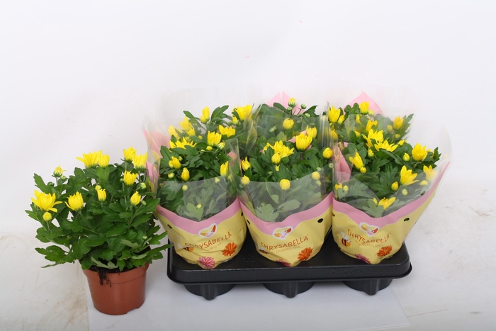 <h4>CHRYS ART SPIDERMAN</h4>