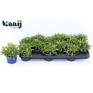 LOBULARIA CL CR WHIT