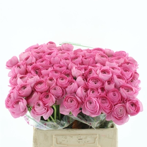 Ran Su Sr Blush Super Giga