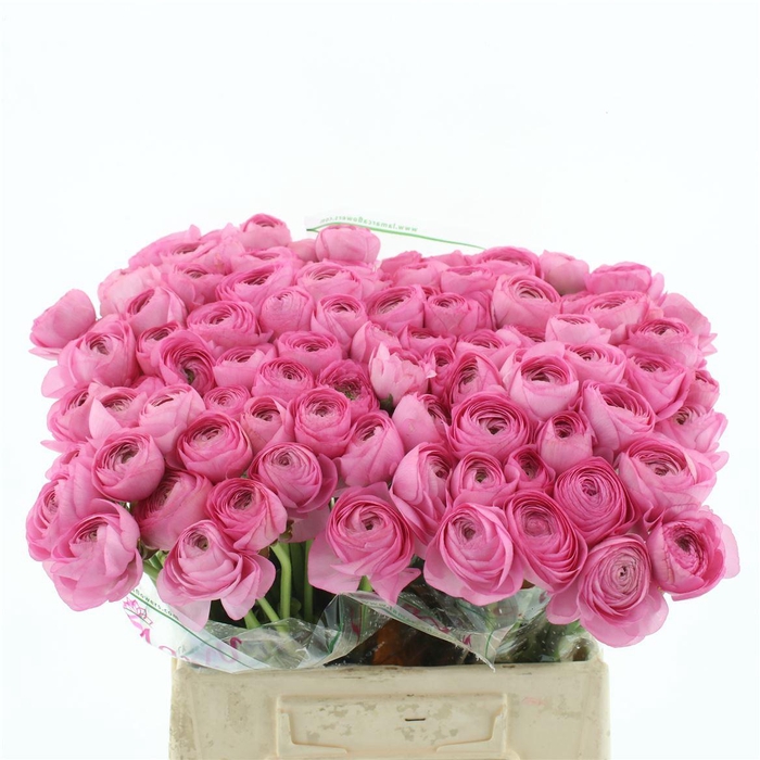 <h4>Ran Su Sr Blush Super Giga</h4>