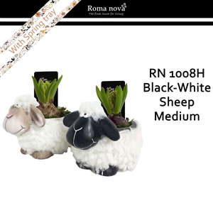 1008H - Black white sheep medium (Hyacint)