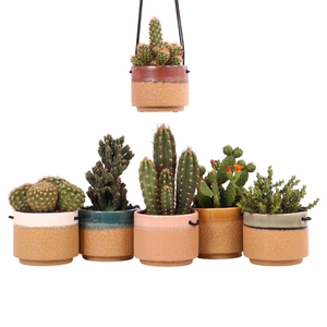 Cactus mix 10,5 cm in Kota Cina hangpot