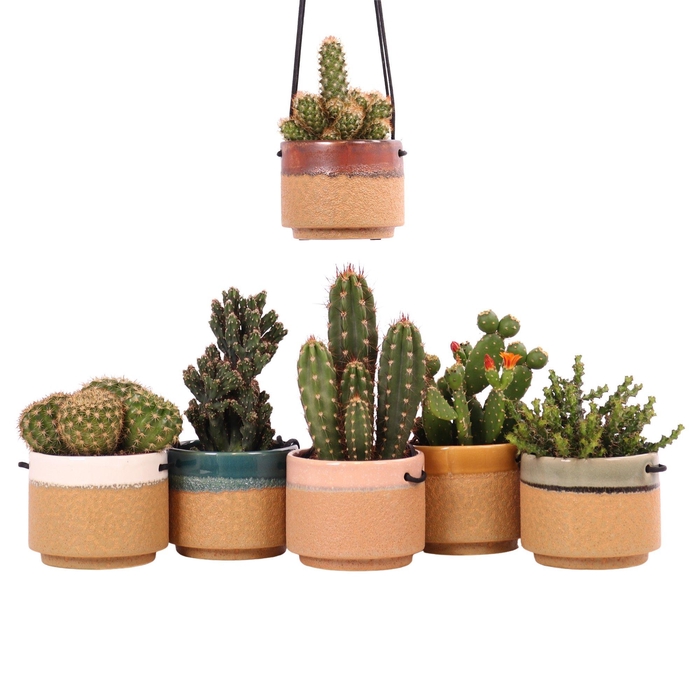 <h4>Cactus mix 10,5 cm in Kota Cina hangpot</h4>