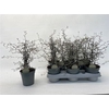 Corokia Cotoneaster