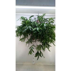 Microsorum diversifolium