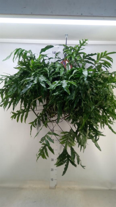 <h4>Microsorum diversifolium</h4>