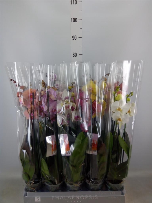 <h4>Phalaenopsis   ...mix  7</h4>