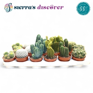 Discover® - Santiago Cactus Mix (Deluxe)