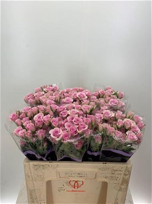 <h4>R Tr Leila -in box</h4>