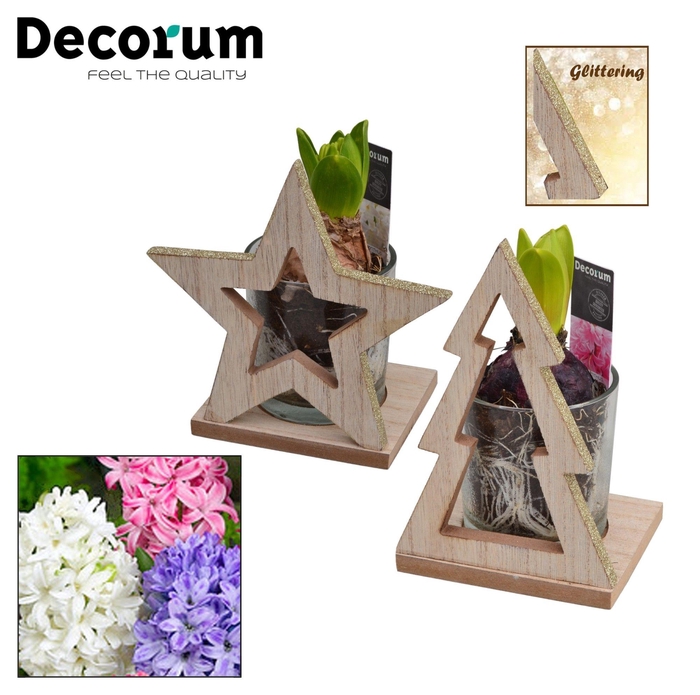 <h4>ARR HYACINTH</h4>