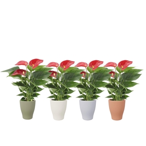 Anthurium 7 cm Micra in Carly autumn ceramics