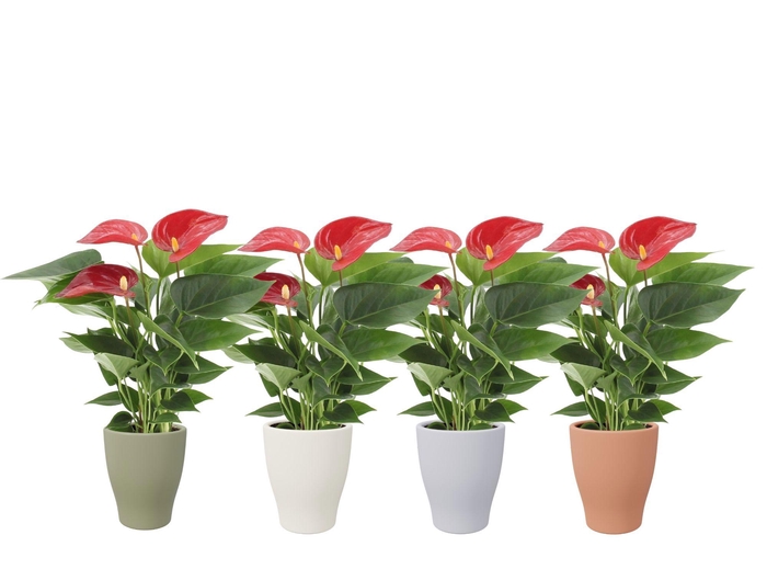 <h4>Anthurium 7 cm Micra in Carly autumn ceramics</h4>