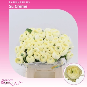 Ranunculus Success Creme | Extra