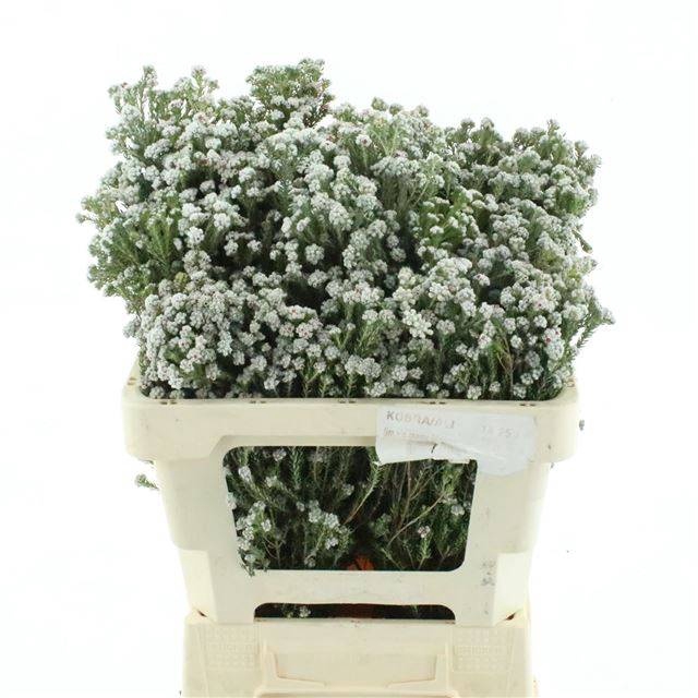 <h4>PHYLICA PLUMOSA</h4>