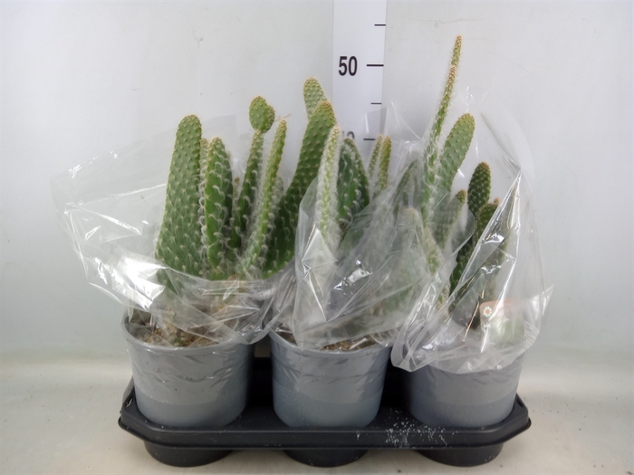 <h4>Opuntia</h4>