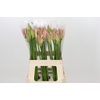 Nerine Vesta K