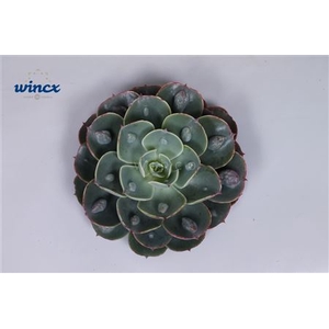 Echeveria Raindrop Cutflower Wincx-8cm