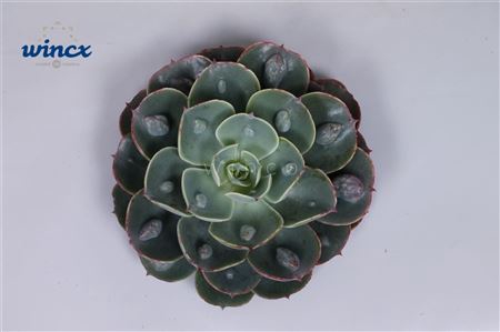 Echeveria Raindrop Cutflower Wincx-8cm
