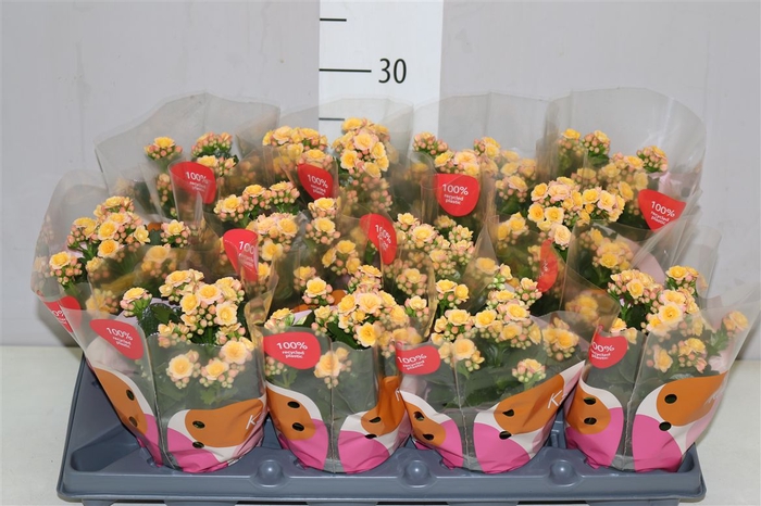 <h4>Kalanchoe Calandiva Harlow</h4>