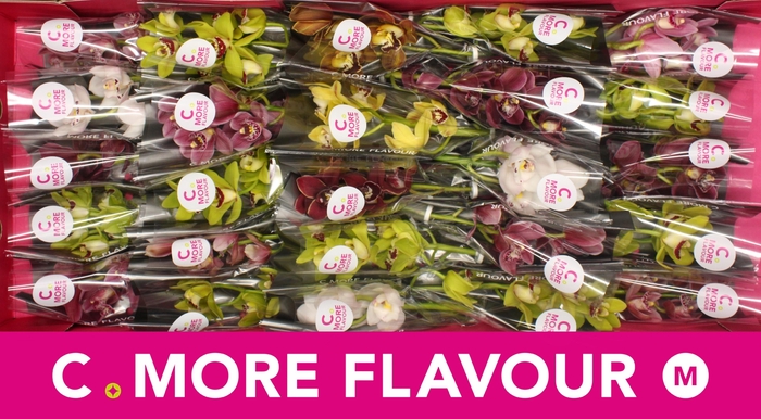 <h4>CYMB MI GEM</h4>