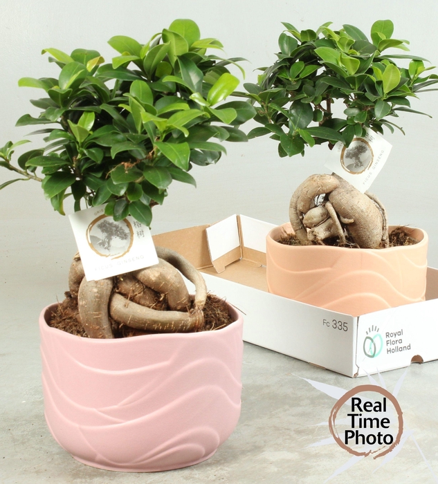 <h4>FIC MI GINSENG</h4>