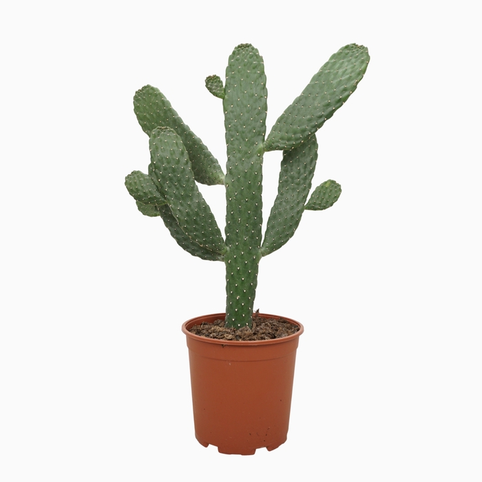 <h4>Opuntia consulea 21 cm</h4>