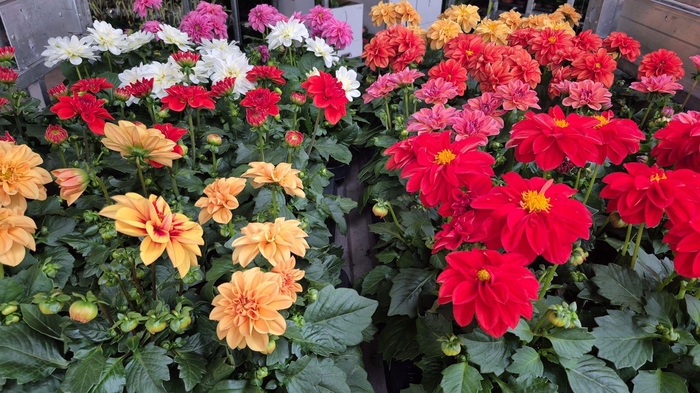 <h4>DAHLIA ROYAL GEM</h4>