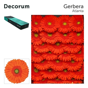 Gerbera Atlanta Doos