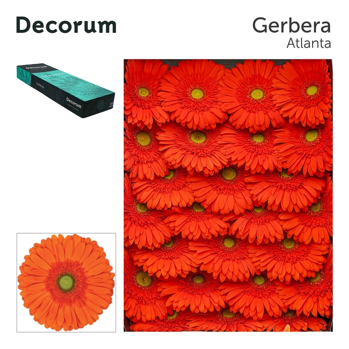 Gerbera Atlanta Doos