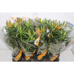 LIRIO P15 LARANJA