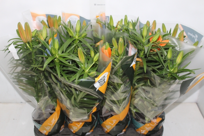 <h4>LIRIO P15 LARANJA</h4>