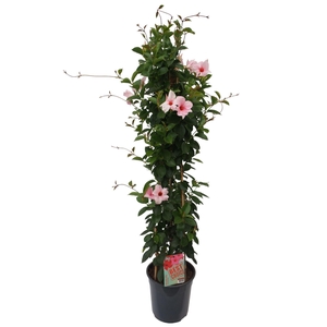 Sundaville (Dipladenia) Licht roze P24 piramide