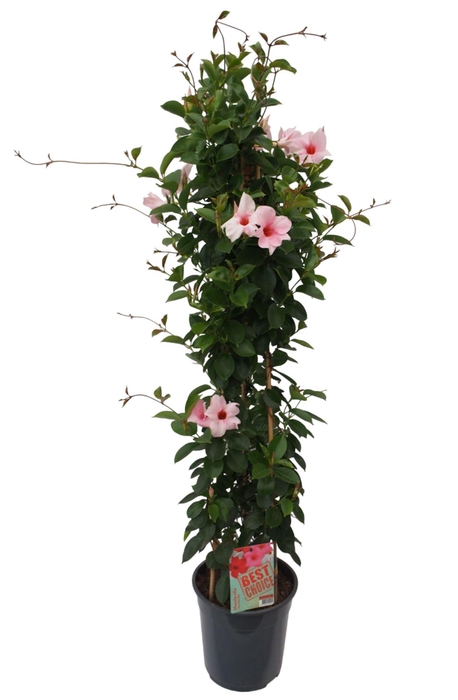 <h4>Sundaville (Dipladenia) Licht roze P24 piramide</h4>