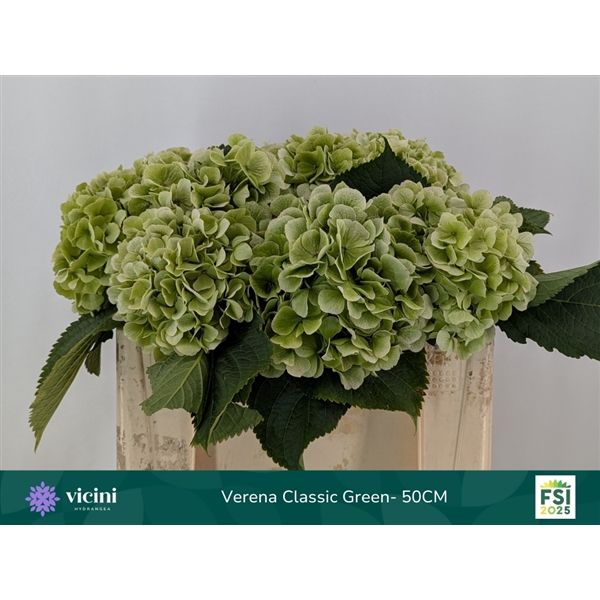 <h4>Hydr Verena Classic Green 50 cm Vicini</h4>