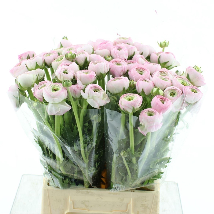 <h4>Ran Su Confetto Extra</h4>