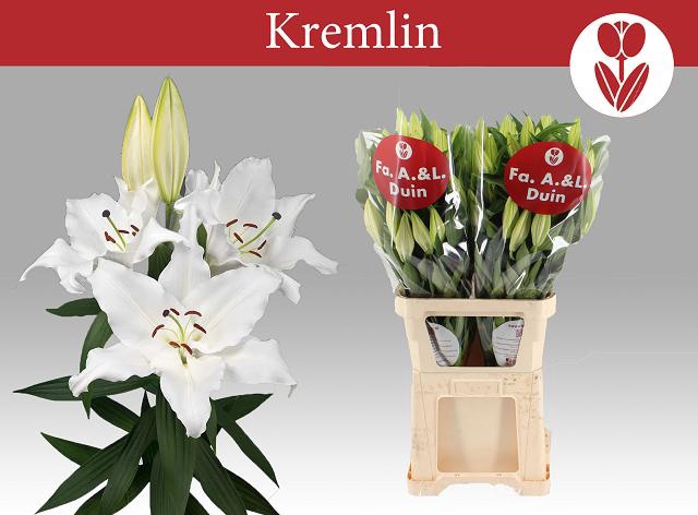 <h4>LI OR KREMLIN</h4>