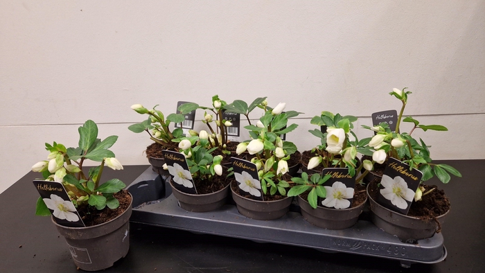 <h4>HELL NI CHR CAROL</h4>