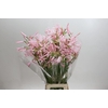 Nerine bowdenii 'Sofie'