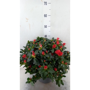 Rhododendron sim.   ...