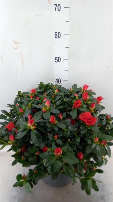 <h4>Rhododendron sim. ...</h4>